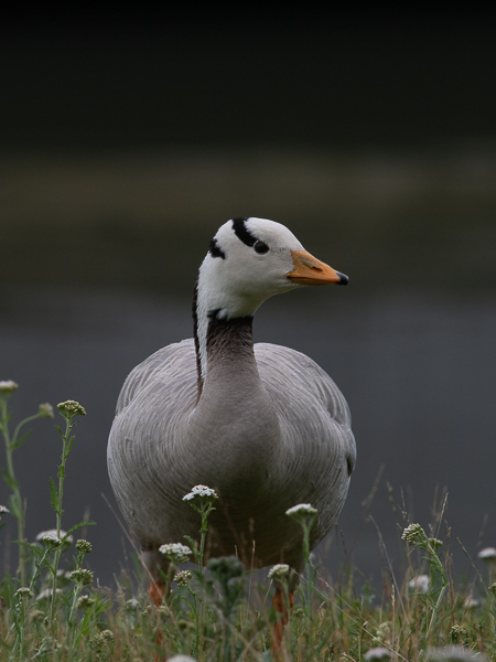 Tiibetinhanhi, Bar-headed Goose, Anser indicus