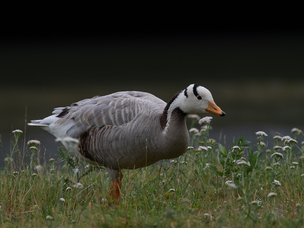 Tiibetinhanhi, Bar-headed Goose, Anser indicus