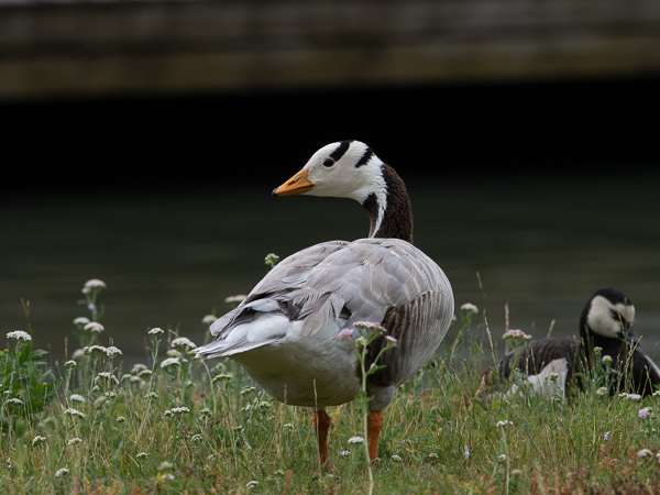 Tiibetinhanhi, Bar-headed Goose, Anser indicus
