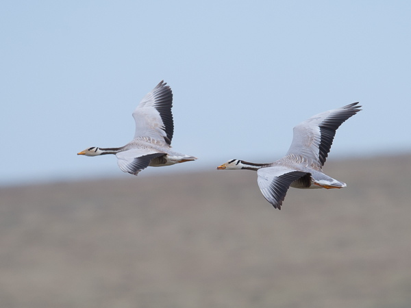 Tiibetinhanhi, Bar-headed Goose, Anser indicus