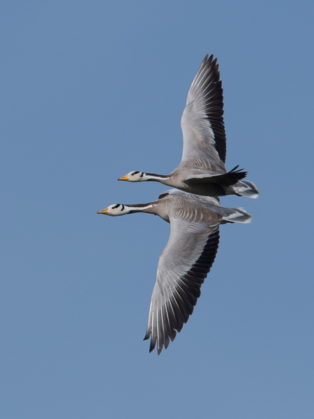 Tiibetinhanhi, Bar-headed Goose, Anser indicus
