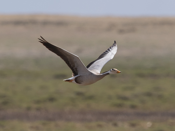 Tiibetinhanhi, Bar-headed Goose, Anser indicus