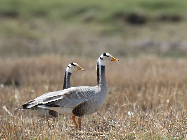 Tiibetinhanhi, Bar-headed Goose, Anser indicus