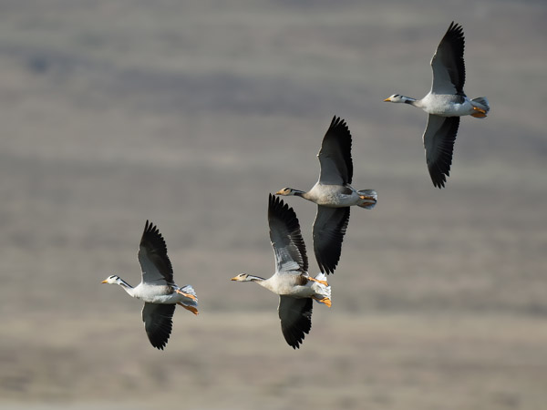 Tiibetinhanhi, Bar-headed Goose, Anser indicus