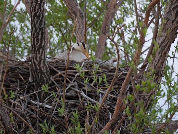 Tiibetinhanhi, Bar-headed Goose, Anser indicus