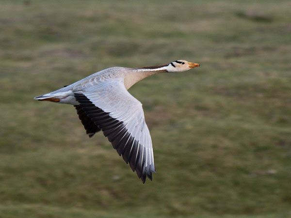 Tiibetinhanhi, Bar-headed Goose, Anser indicus