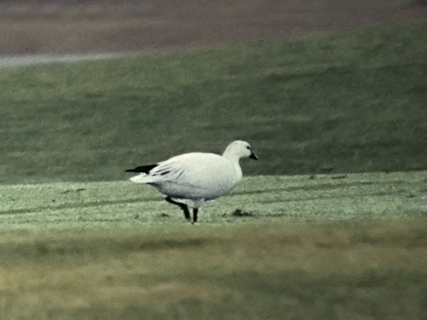 Eskimohanhi, Ross's Goose, Anser rossii