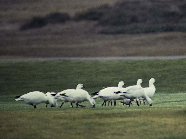 Eskimohanhi, Ross's Goose, Anser rossii