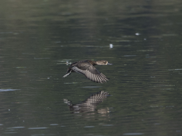 Punasotka, Common Pochard, Aythya ferina