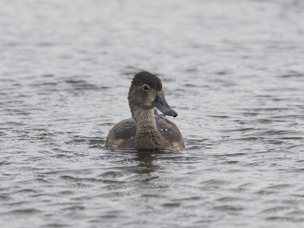 Punasotka, Common Pochard, Aythya ferina