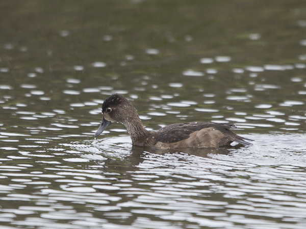 Punasotka, Common Pochard, Aythya ferina