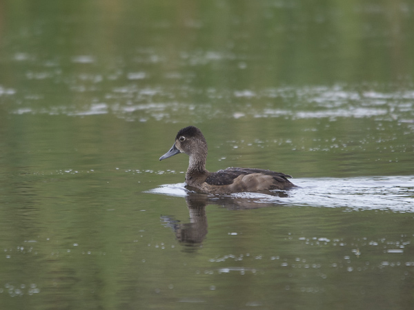Punasotka, Common Pochard, Aythya ferina