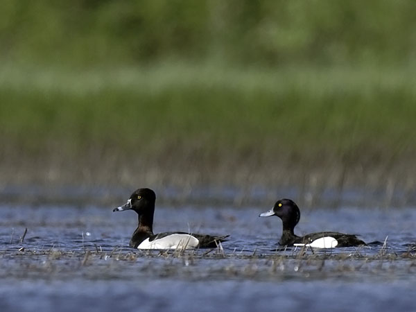 Punasotka, Common Pochard, Aythya ferina