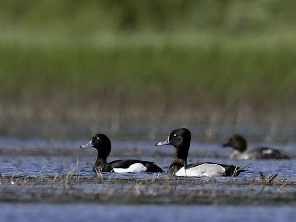 Punasotka, Common Pochard, Aythya ferina