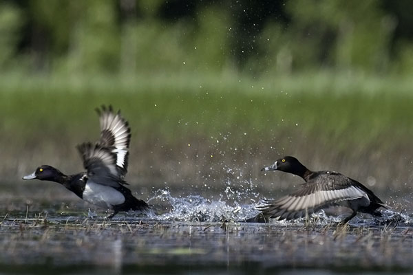 Punasotka, Common Pochard, Aythya ferina