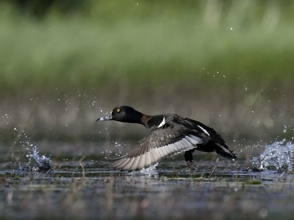 Punasotka, Common Pochard, Aythya ferina