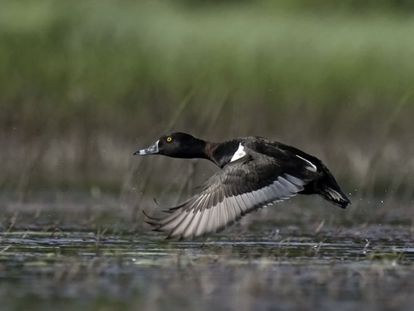 Punasotka, Common Pochard, Aythya ferina