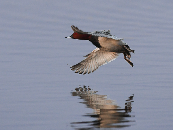 Punasotka, Common Pochard, Aythya ferina