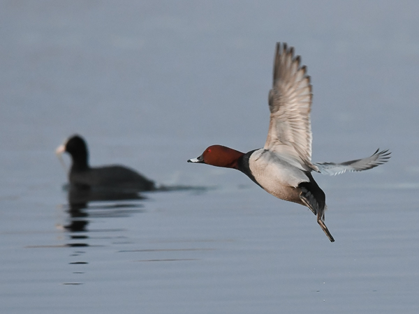 Punasotka, Common Pochard, Aythya ferina