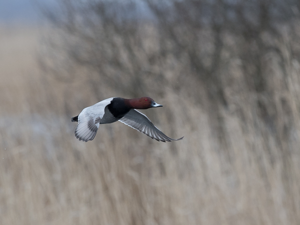 Punasotka, Common Pochard, Aythya ferina