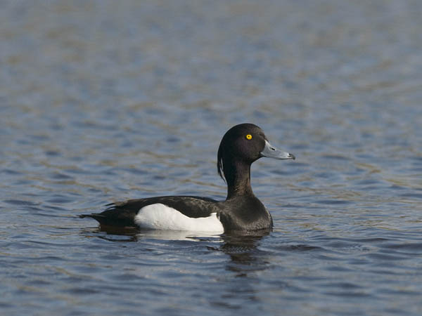 Tukkasotka, Tufted Duck, Aythya fuligula