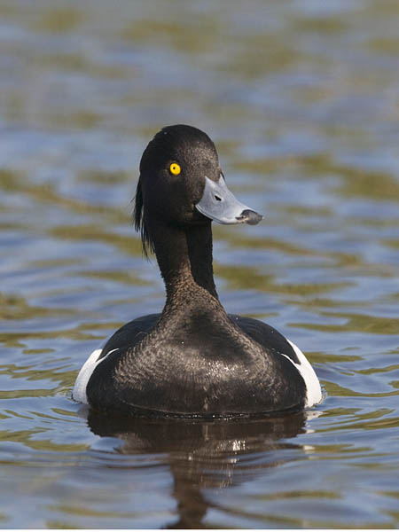 Tukkasotka, Tufted Duck, Aythya fuligula