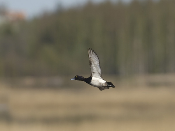 Tukkasotka, Tufted Duck, Aythya fuligula