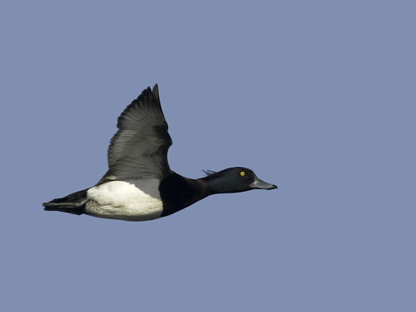 Tukkasotka, Tufted Duck, Aythya fuligula