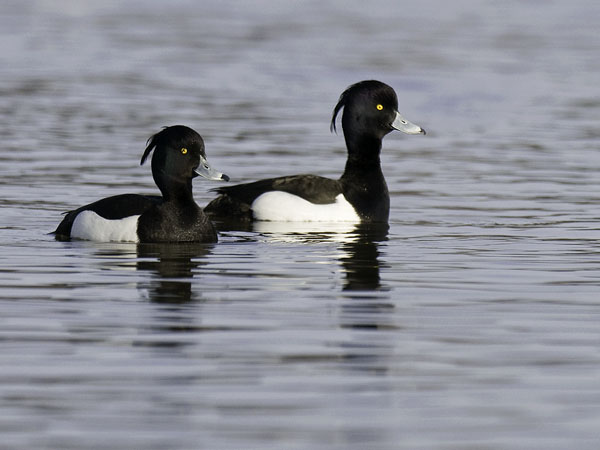 Tukkasotka, Tufted Duck, Aythya fuligula