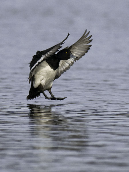 Tukkasotka, Tufted Duck, Aythya fuligula