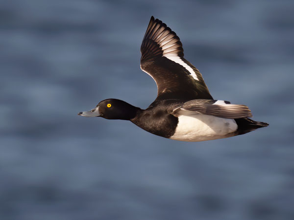 Tukkasotka, Tufted Duck, Aythya fuligula