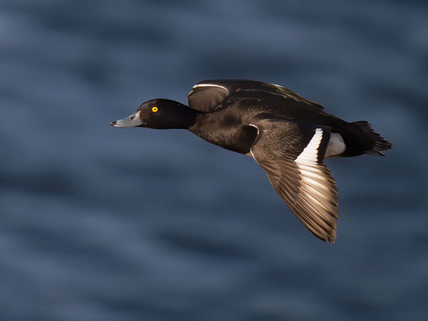 Tukkasotka, Tufted Duck, Aythya fuligula