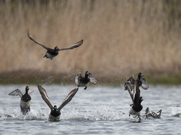 Tukkasotka, Tufted Duck, Aythya fuligula