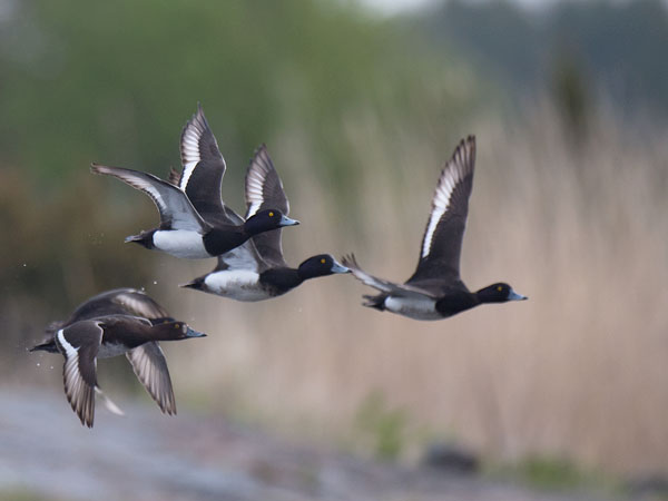 Tukkasotka, Tufted Duck, Aythya fuligula