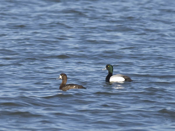 Lapasotka, Greater Scaup, Aythya marila