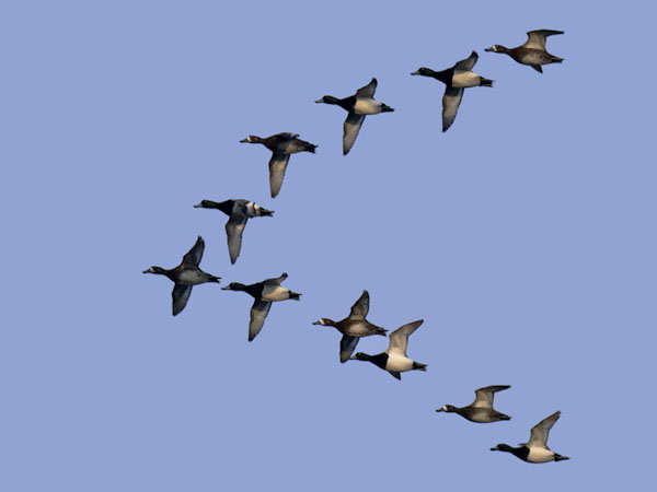 Lapasotka, Greater Scaup, Aythya marila