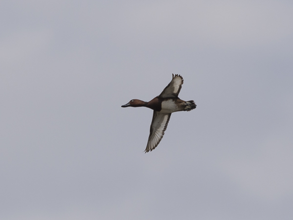 Ruskosotka, Ferruginous Duck, Aythya nyroca