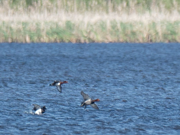 Ruskosotka, Ferruginous Duck, Aythya nyroca