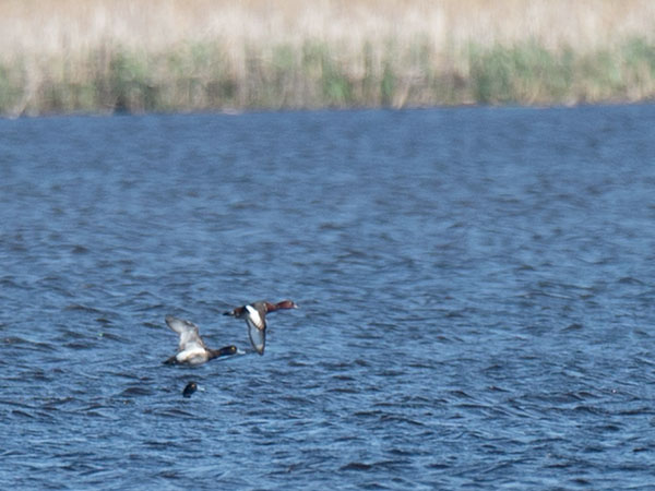 Ruskosotka, Ferruginous Duck, Aythya nyroca