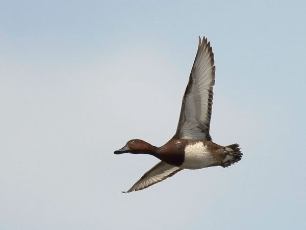 Ruskosotka, Ferruginous Duck, Aythya nyroca