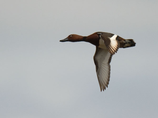 Ruskosotka, Ferruginous Duck, Aythya nyroca