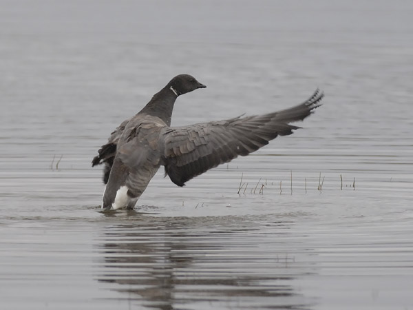 Sepelhanhi, Brent Goose, Branta bernicla