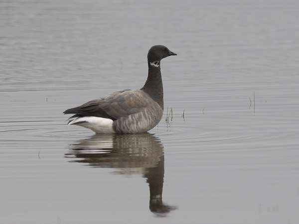 Sepelhanhi, Brent Goose, Branta bernicla