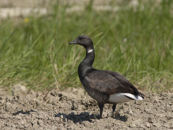 Sepelhanhi, Brent Goose, Branta bernicla