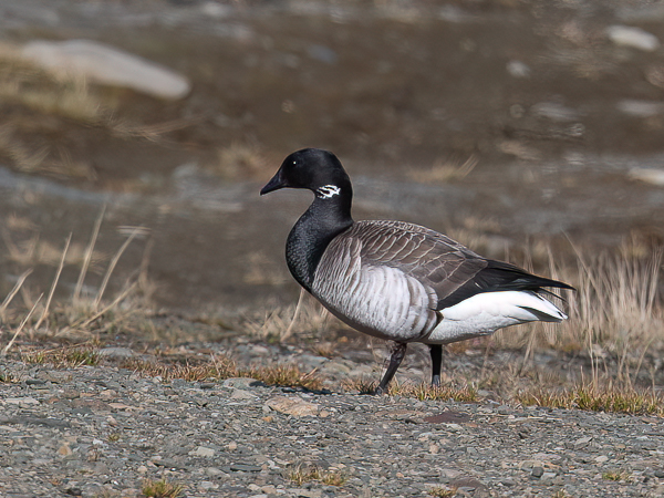 Sepelhanhi, Brent Goose, Branta bernicla