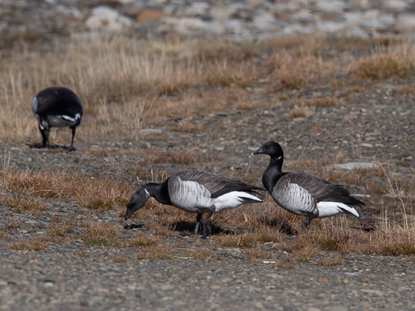 Sepelhanhi, Brent Goose, Branta bernicla