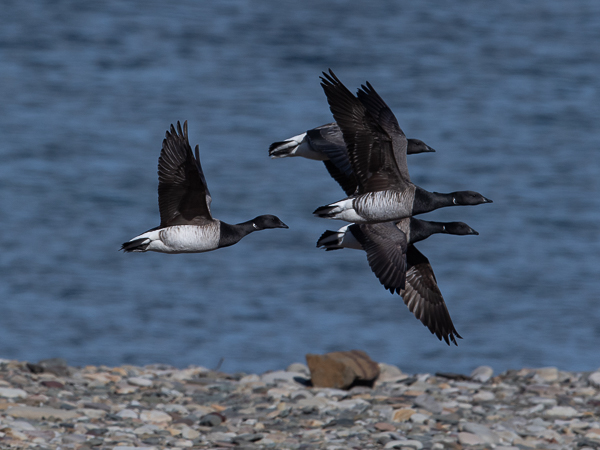 Sepelhanhi, Brent Goose, Branta bernicla