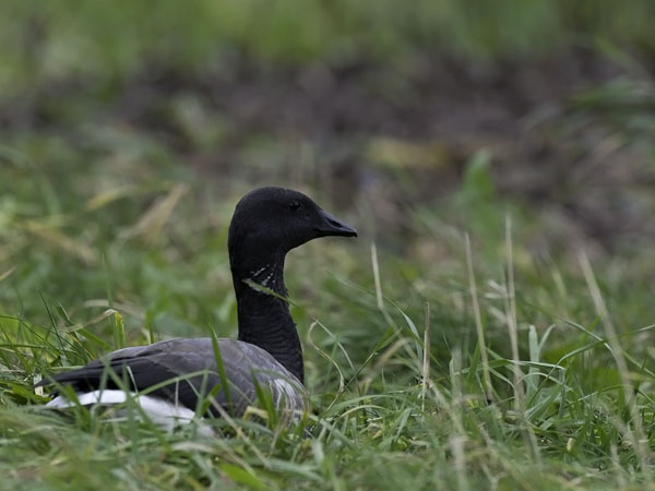 Sepelhanhi, Brent Goose, Branta bernicla