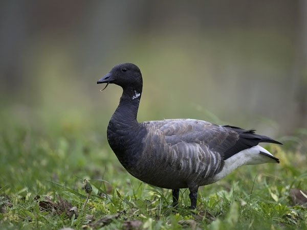 Sepelhanhi, Brent Goose, Branta bernicla