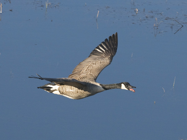 Kanadanhanhi, Canada Goose, Branta canadensis